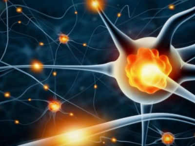 神经干细胞的应用与未来:从研究到临