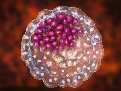 人类胚胎干细胞如何影响基因发育