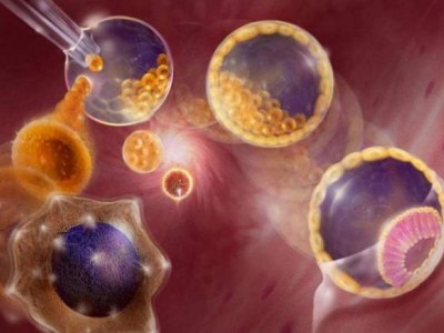 胚胎干细胞的生物学特性